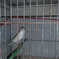 قناری سفید ماده