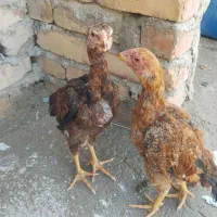 وسایل|قایق و سایر وسایل نقلیه|سراوان, |دیوار