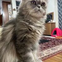 فروش گربه نژاد دار دو رگه پرشین بیریتیش|گربه|تهران, جوادیه تهرانپارس|دیوار