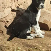 حیون نروماده