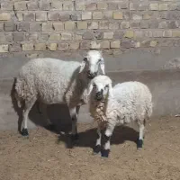 میش با بره نر