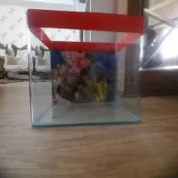 آکواریوم شیشه خم|ماهی|تبریز, |دیوار