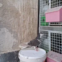 کفتر شهری ماده راست قهوه ای گلدار|پرنده|شیراز, شیخ علی چوپان|دیوار