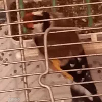 سره نقابدار زیبا|پرنده|فردیس, شهرک شهید حسینی|دیوار