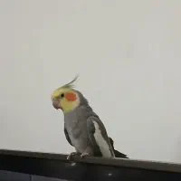 یک عروس هلندی گم شده