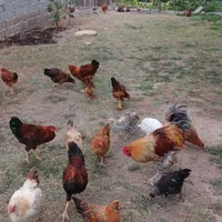 مرغ و خروس محلی