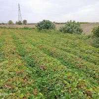 نهال سابرینا|خدمات باغبانی و درختکاری|دلند, |دیوار