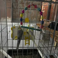 عروس هلندی تضمینی مولد