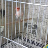 ۵جفت قناری موزاییکی اورجینال