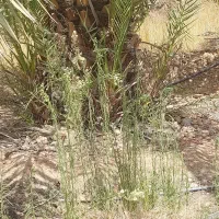 پاجوش مجول،پیارم وزاهدی باتعهد ثبتی و بیمه کشاورزی|خدمات باغبانی و درختکاری|بهبهان, |دیوار