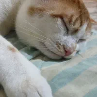 گربه|گربه|گرگان, |دیوار