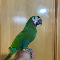 جوجه طوطی ماکائو ارا کاسکو|پرنده|اصفهان, ارداجی|دیوار