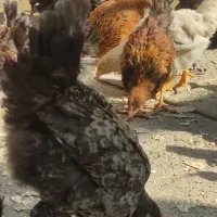 مرغ و خروس محلی مرغ گلیل