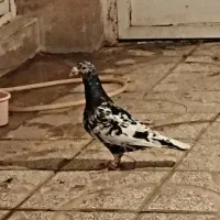 جفت کفتر سار سرور هفت رنگ