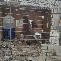 کفتر جمله ای|پرنده|میناب, |دیوار