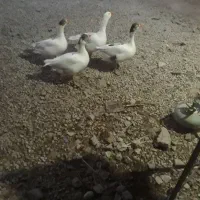 غاز|حیوانات مزرعه|باغ ملک, |دیوار