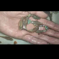 گوپی|ماهی|تربتحیدریه, باغ سلطانی|دیوار