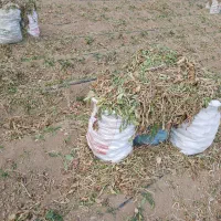 شلغم دامی|حراج|خمینی‌شهر, |دیوار