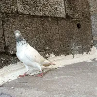 کبوتر جوان|پرنده|رشت, شهرک احمد خمینی|دیوار