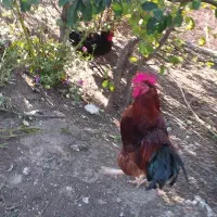 خروس و مرغ