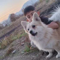 سگ پاکوتاه