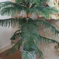 فروش انواع گل و گیاه ویلایی و اپارتمانی|گل و گیاه طبیعی|فردوسیه, |دیوار