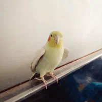 یک عدد عروس هلندی سخنگو