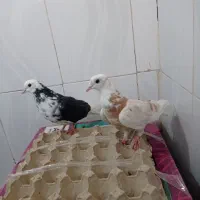 جوجه و مقلف گرفتنی