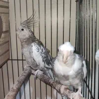 جفت عروس هلندی مولد وایت فیس ابلغ و ایزابلا