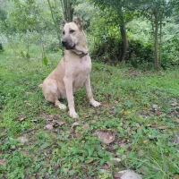 سگ سرابی ماده|سگ|چابکسر, |دیوار