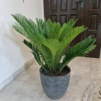سیکاس|گل و گیاه طبیعی|اصفهان, کردآباد|دیوار