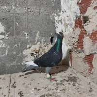 ۴تا صید|پرنده|بجنورد, |دیوار