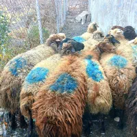 ۱۵ راس گوسفند شیره دار