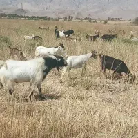 نری|حیوانات مزرعه|فارغان, |دیوار