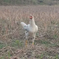 مرغ و خروس