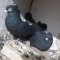 زاغ کلاهی پا لخت بمی .