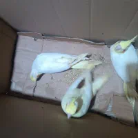 عروس هلندی دستی|پرنده|نکا, |دیوار