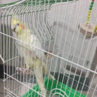 عروس هلندی|پرنده|الوند, |دیوار