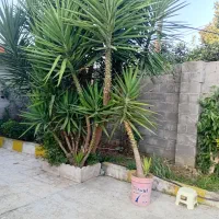 فروش گل یوگا