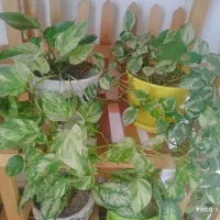 گل با گلدان|گل و گیاه طبیعی|خرمدره, |دیوار