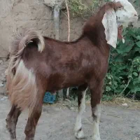 بزغاله نر