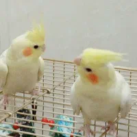 عروس‌هنلدی|پرنده|قم, شهرک فاطمیه|دیوار