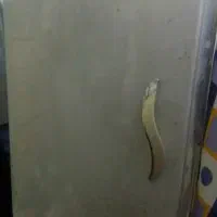فریزر شرق هوا سالم