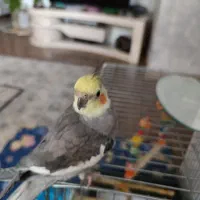 عروس هلندی|پرنده|تهران, هفده شهریور|دیوار