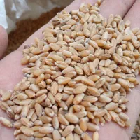 گندم مهرگان درجه یک