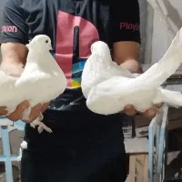 کبوترهای چشم سفید کاکلی