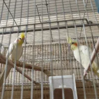 فروش انواع نژاد عروس هلندی مولد و جوجه|پرنده|ایلام, |دیوار