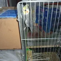 جفت عروس‌هلندی‌سخنگو
