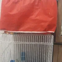 سه عددعروس هلندی بایک قفس 3500000هزارتومان.