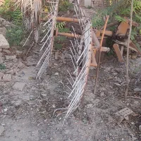 ریگ